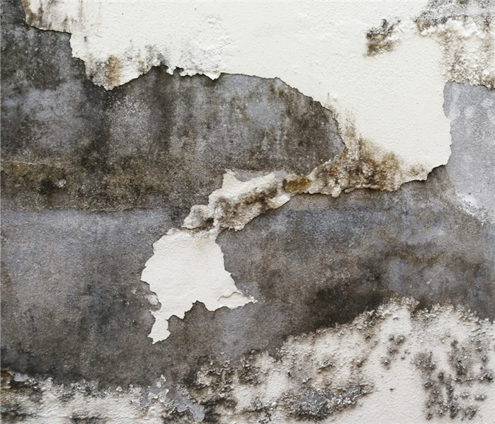 Painting coming out of wall and black mold growth 